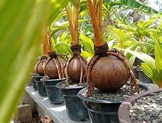 Harga Bonsai Kelapa Berbuah